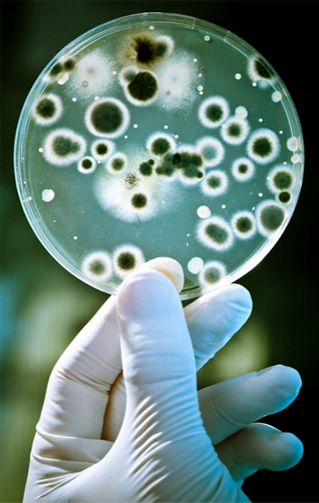 Рост и размножение бактерий 